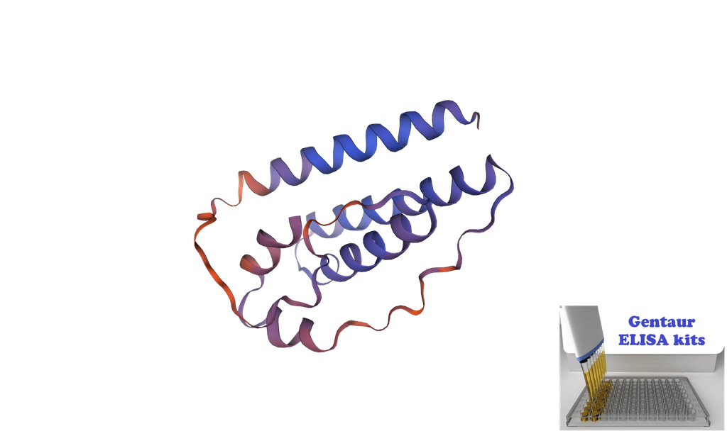 Horse LEP (Leptin) ELISA Kit - 96 wells plate