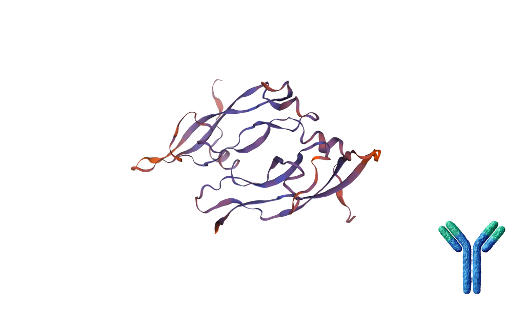 [0209-mP1002r-m] Rat Anti-Mouse PlGF, Monoclonal blocking antibody - 100 ug