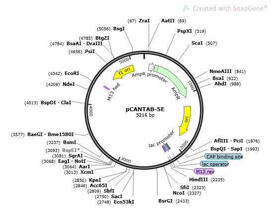 pCANTAB-5E, 2 ug