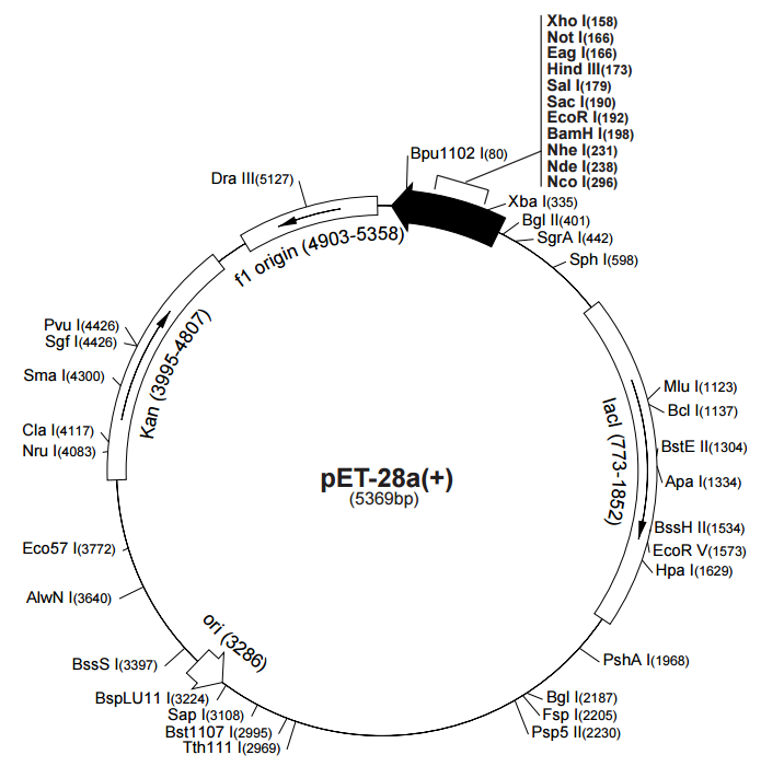 PET- 28A plasmid - 2ug