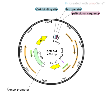 pMES4 Plasmid, 2 ug