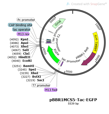 PBBR1MCS5-TAC-EGFP plasmid - 2ug