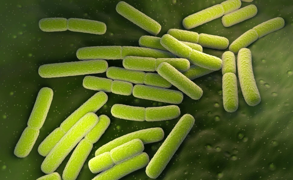 Glutamyl endopeptidase (gseA) Recombinant Protein, E.coli expression - 0.02 mg