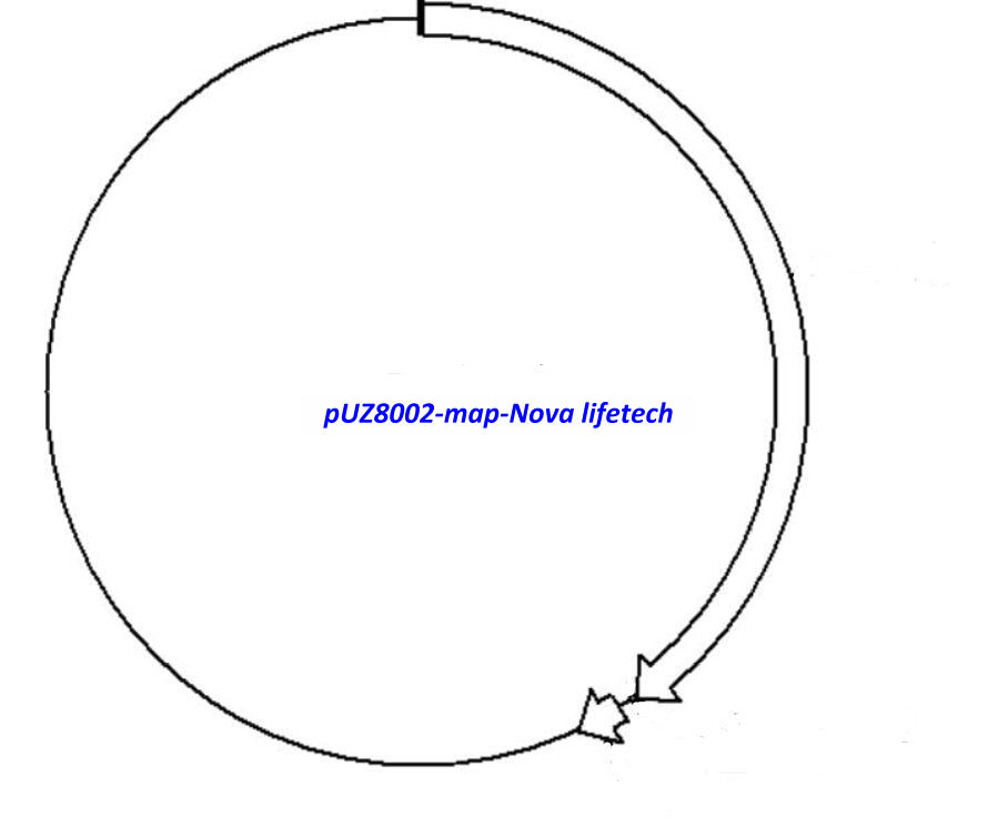 pUZ8002 plasmid - 2 ug