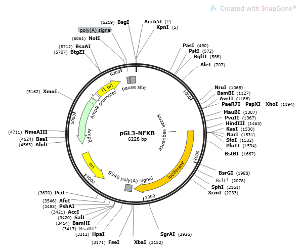 PGL3-NFKB PLASMID 2ug