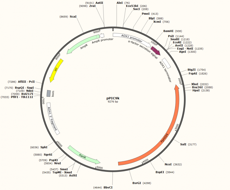 PVT4003 - pPIC9K Plasmid 2ug