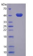  AP Substrate CDP Star Tropix - 10 mL