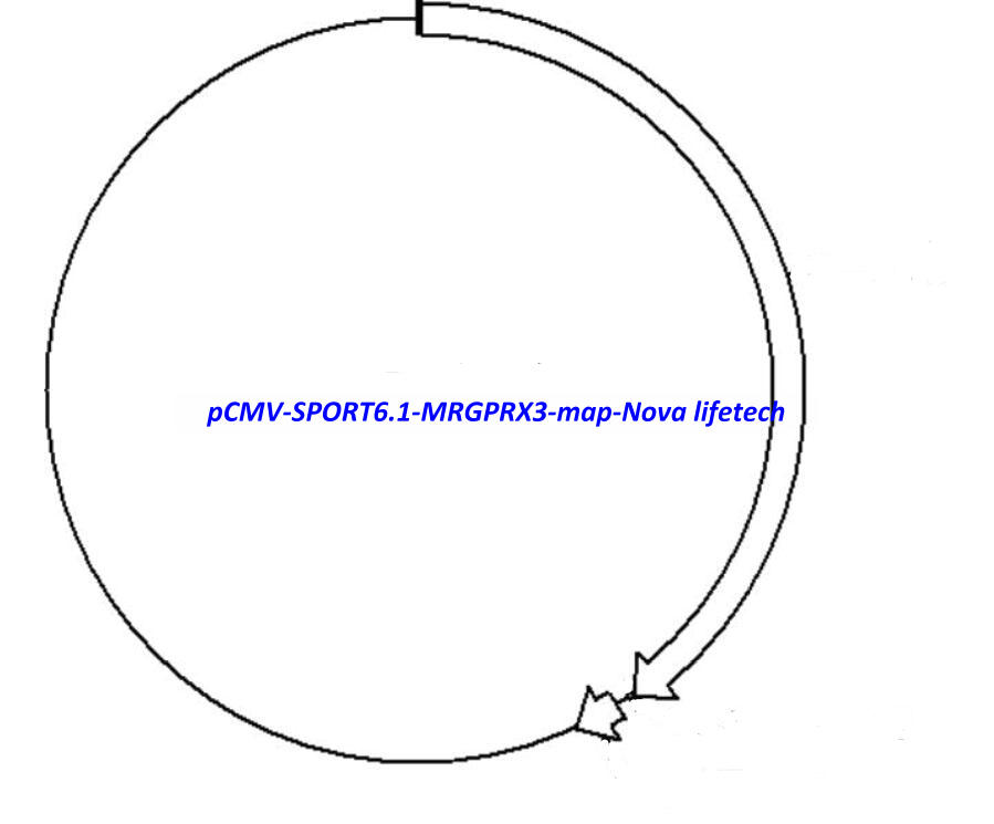 pCMV-SPORT6.1-MRGPRX3 Plasmid