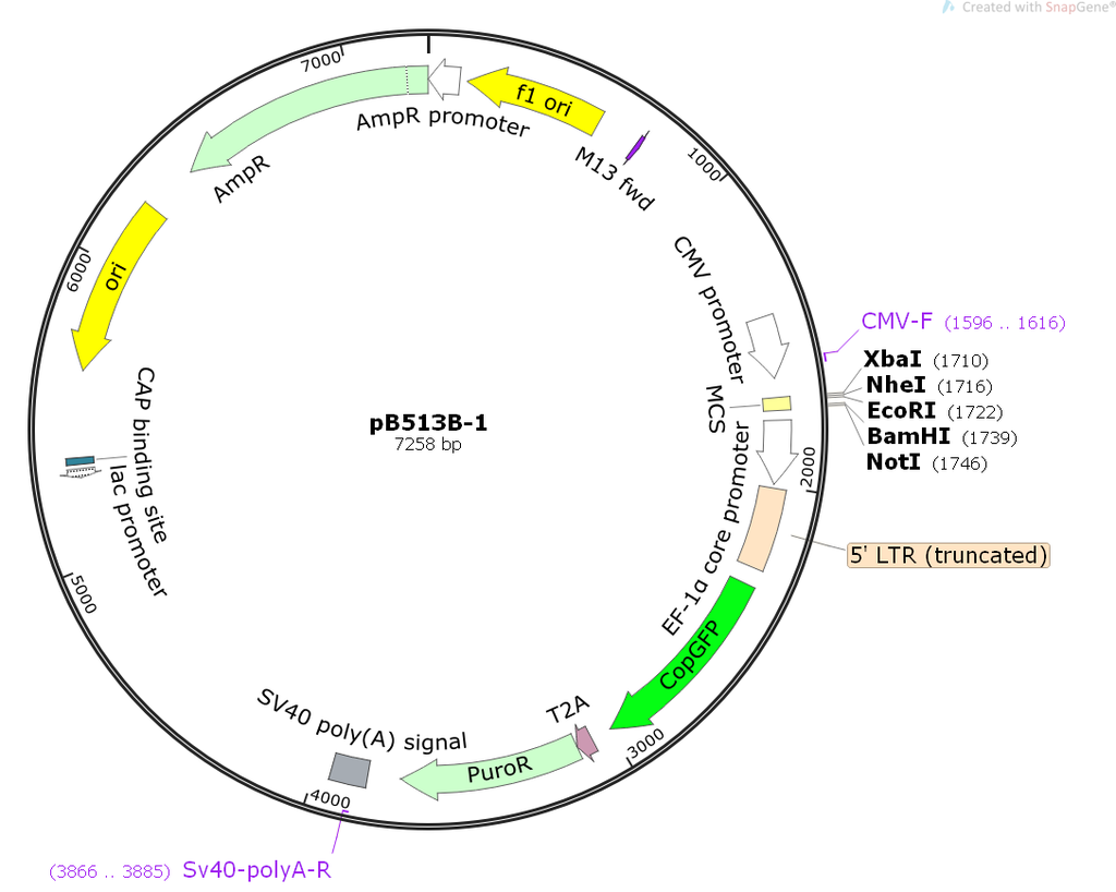 pCMV-SPORT6.1-MRGPRX3 Plasmid