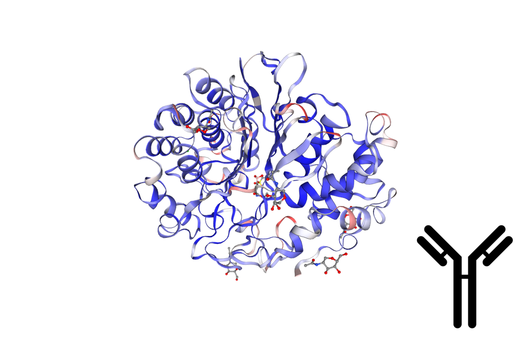 Monoclonal Antibody to Human Gamma-Glutamyltransferase 1 (gGT1) - 200ul