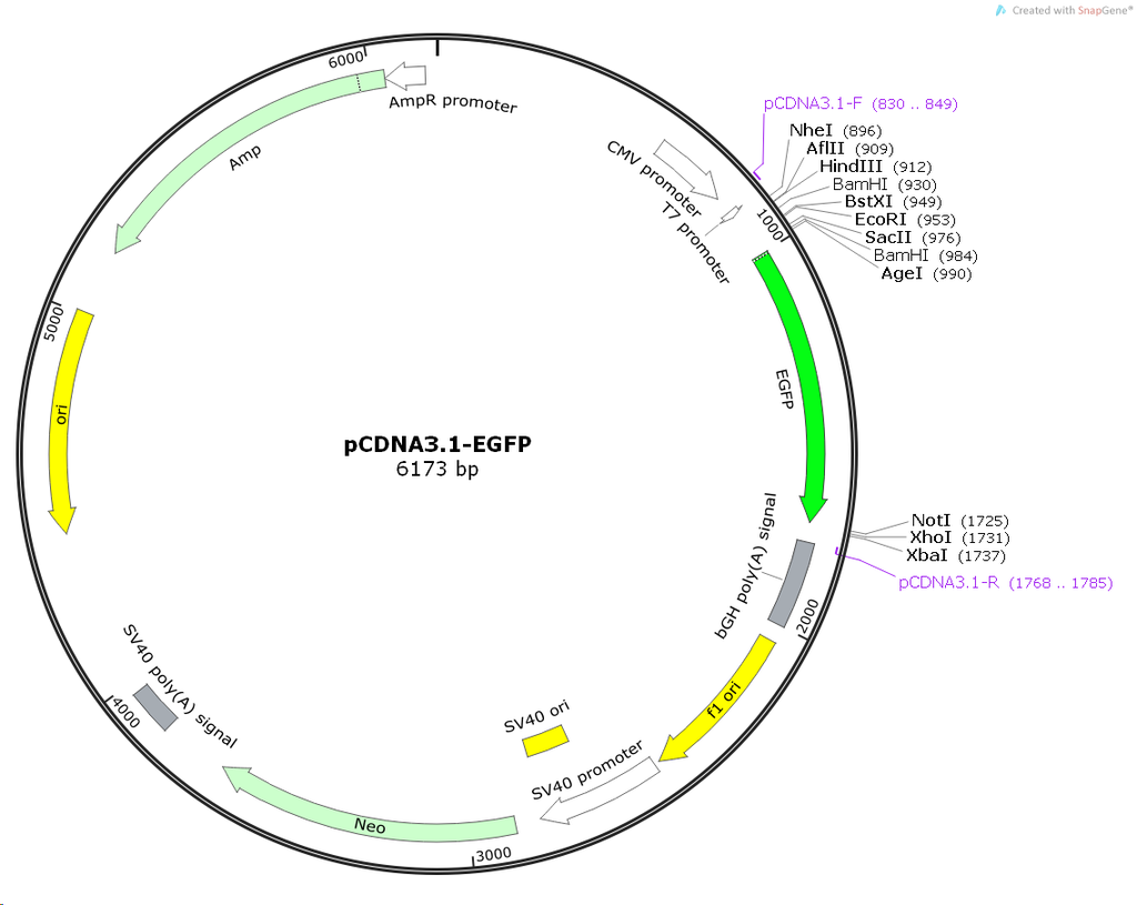 PCDNA3.1- EGFP