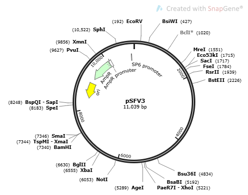 PSFV3 - 2ug