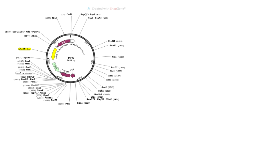 MP6 plasmid - 2 ug