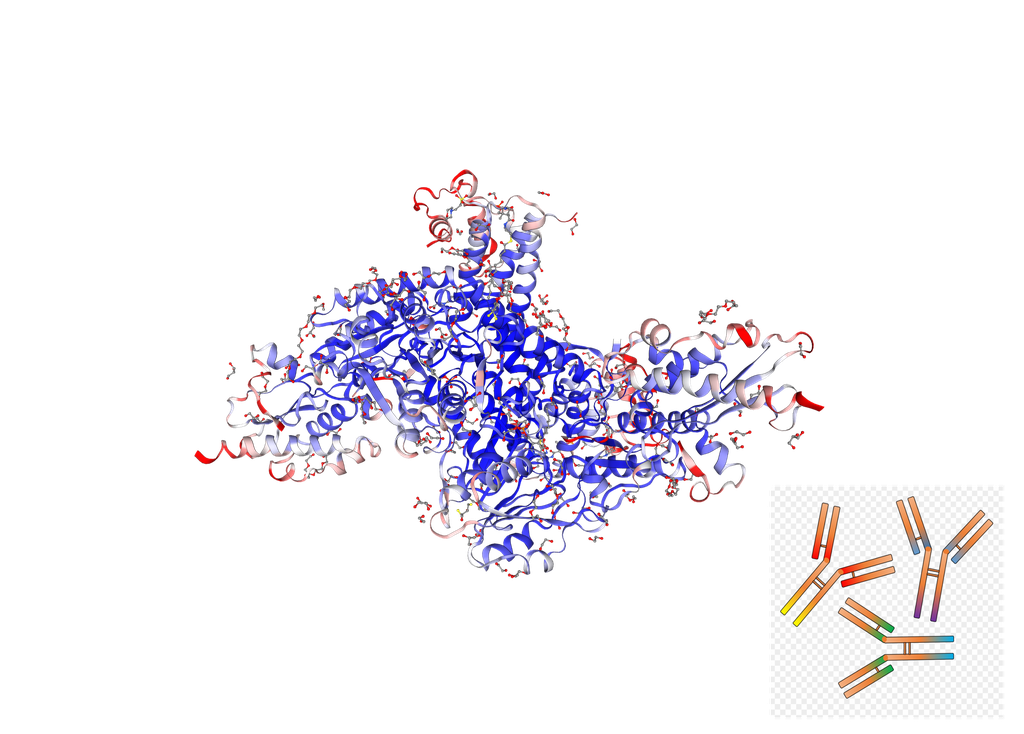 Anti-Human LYRM4 Rabbit PAb -100 ug