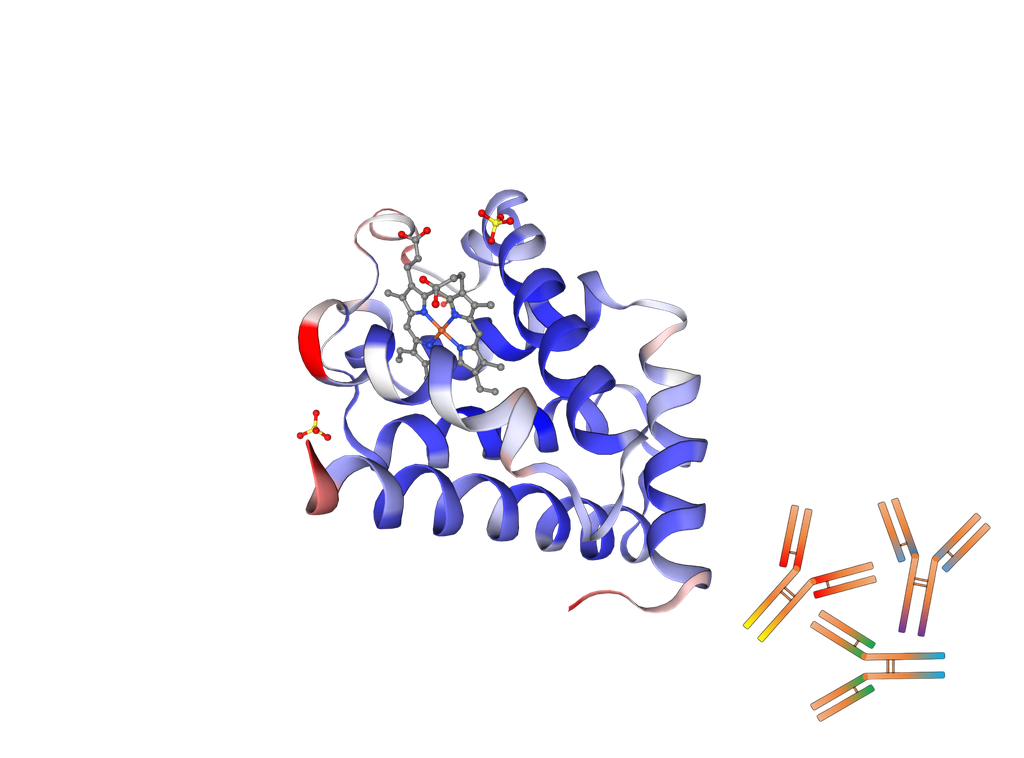 Human Myoglobin monoclonal antibody [Clone: M1709Mg1] - 1 mg