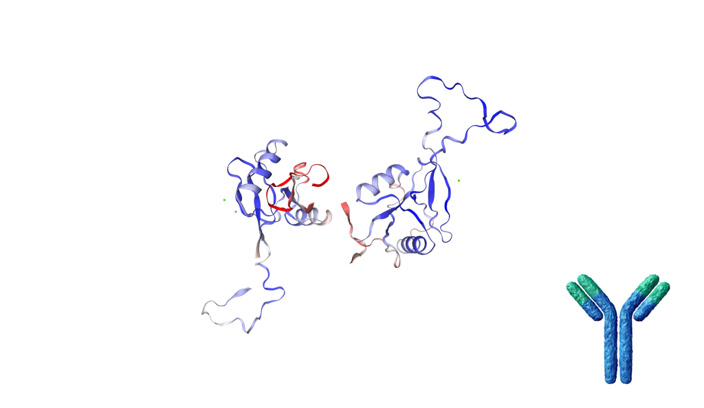 Mouse Anti-MRC1 Recombinant Antibody [Clone: 15-2] - 500 ug