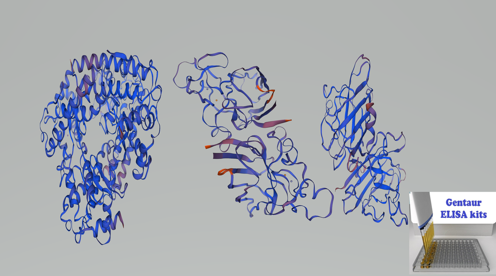 Rat SOD (Superoxide Dismutases) ELISA Kit - 96 wells plate