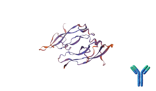 [0209-mP1002r-m] Rat Anti-Mouse PlGF, Monoclonal blocking antibody - 100 ug