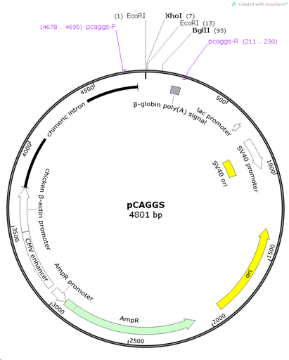 [0820-PVT1020] pCAGGS - 2 µg