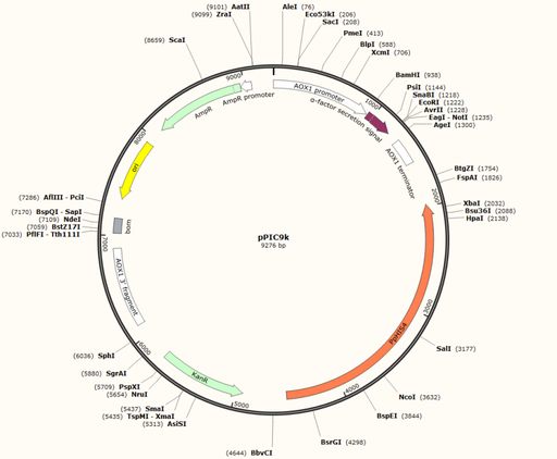 [0820-PVT4003-2UG] PVT4003 - pPIC9K Plasmid - 2 µg