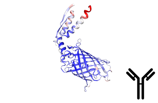 [0894-SCG5-AB8208] Goat Anti-mCerulean IgG Polyclonal Antibody - 300µg