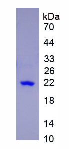 [0338-APA063Mu61-200UG] Active Mouse Interleukin 17 (IL-17) - 200 ug
