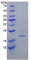 [0338-APA049Mu01-200UG] Active Mouse Interferon Gamma (IFNg) - 200 ug
