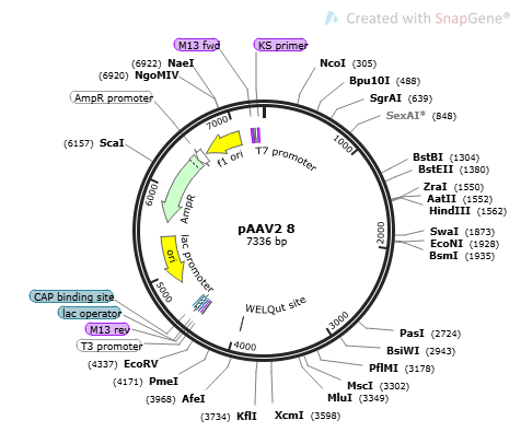 [0820-PVT23090] PAAV2/8 plasmid - 2ug