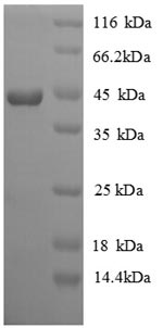 [0399-CSB-EP011050CH-20UG] Recombinant Chicken Interferon gamma(IFNG) - 20ug