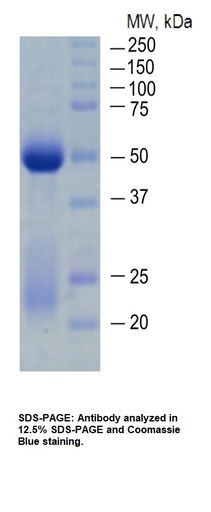 [0827-PAB21481-100] Anti-Dengue Virus Pan Serotype NS1 Antibody - 100 ug