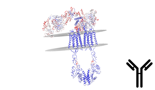 [0399-CSB-PA009608LA01HU-100UL] Human GNB5 Antibody - 100 uL